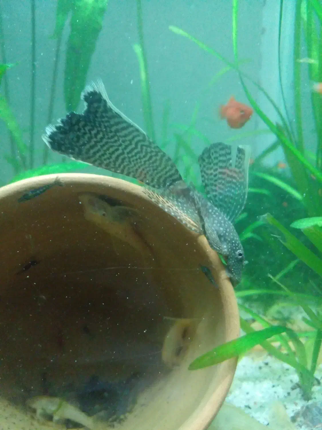 ماهی پلاتی لجن خار  میگوردچری حلزون کلیر|ماهی|ارومیه, |دیوار