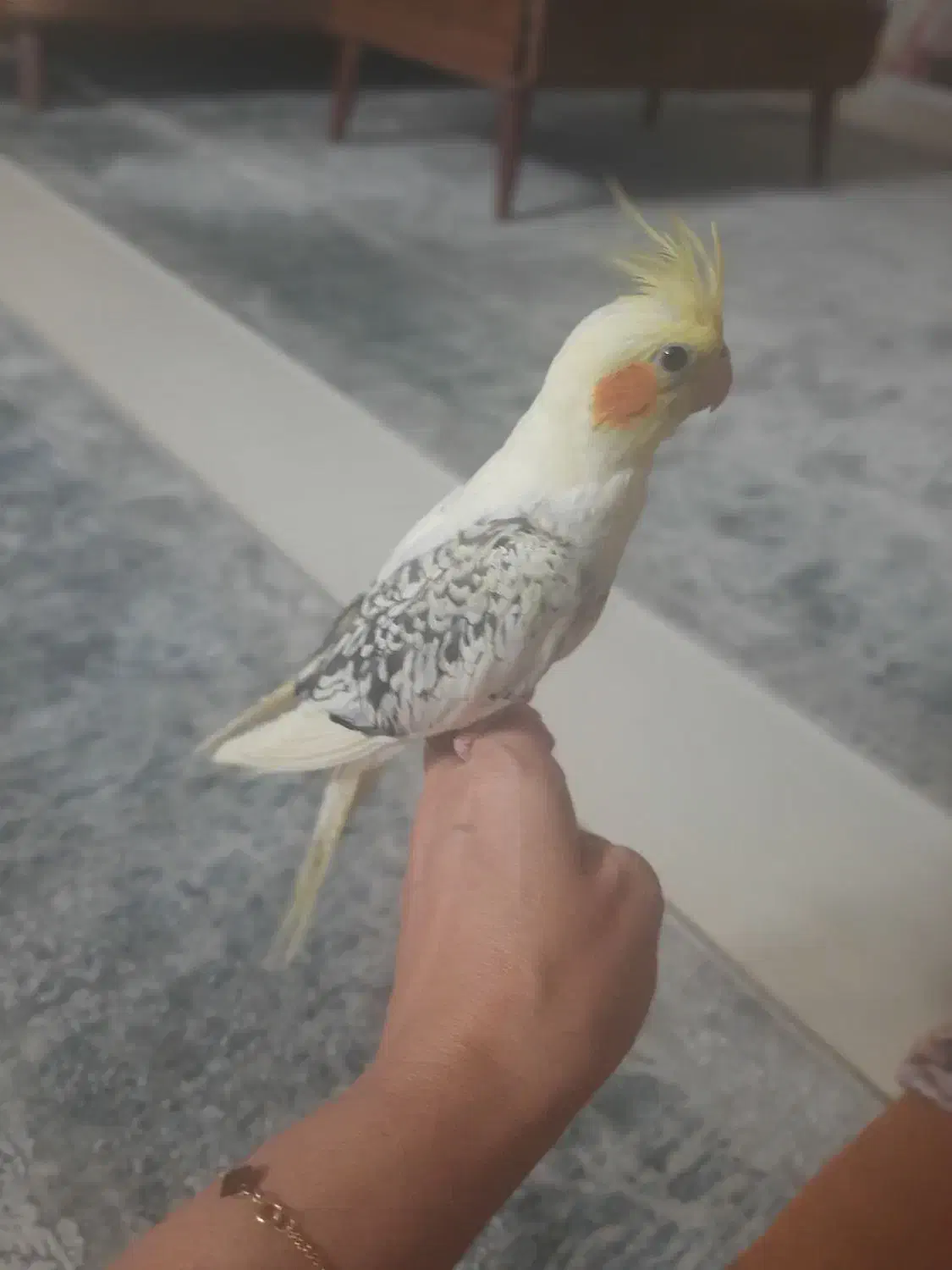 طوطی عروس فول رام|پرنده|آمل, |دیوار