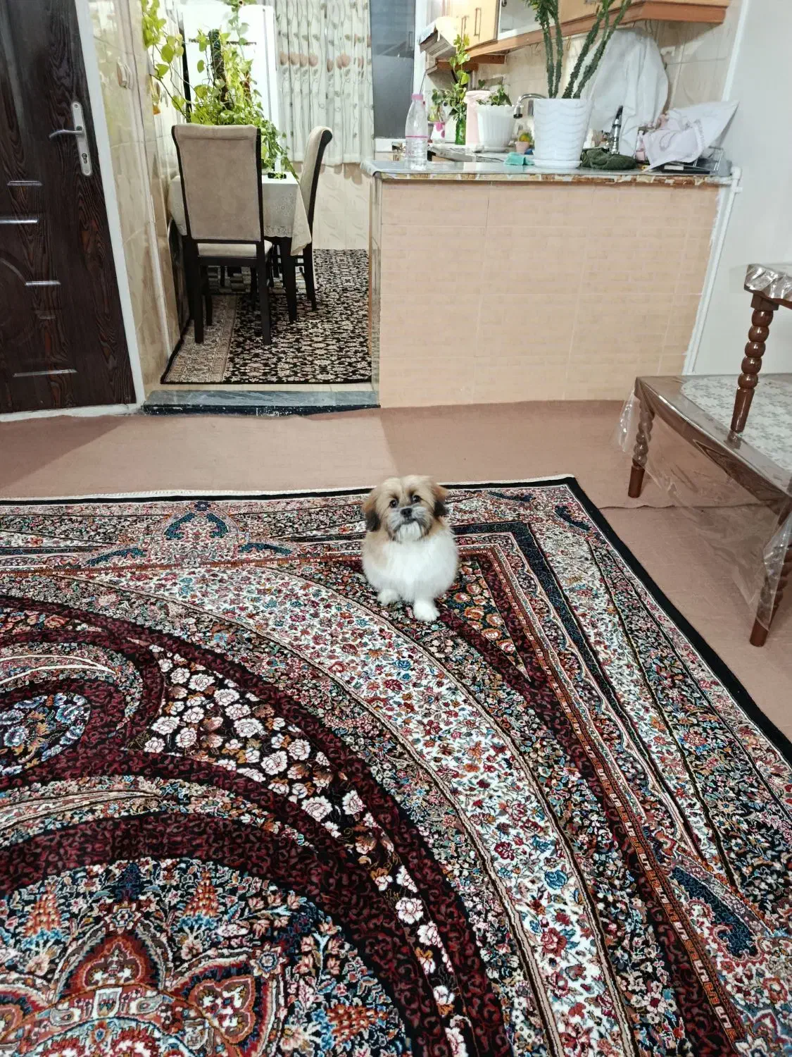 سگ نر شیتزو ۳ماهه|سگ|اراک, |دیوار