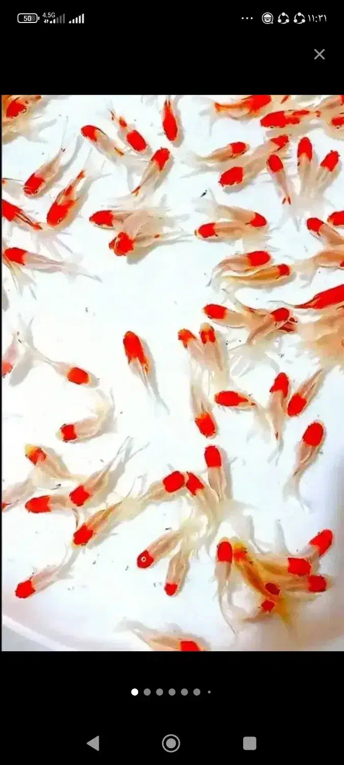 ماهی قرمز|ماهی|سلطانیه, |دیوار