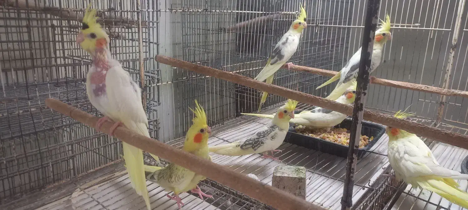 جوجه عروس هلندی دو کت|پرنده|بابل, |دیوار