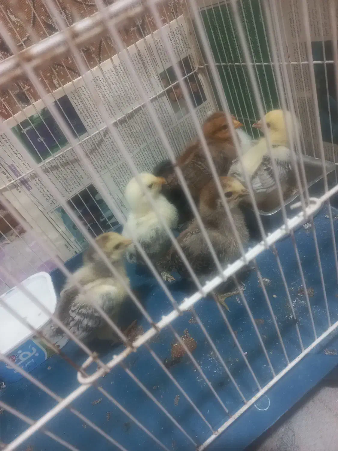 جوجه مرغ نژاد برهما پا پر|حیوانات مزرعه|قزوین, |دیوار