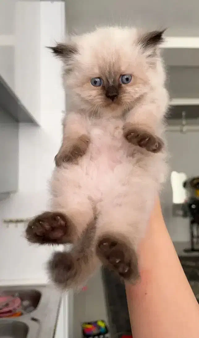 بچه گربه های اشرافی و زیبا|گربه|بیرجند, |دیوار