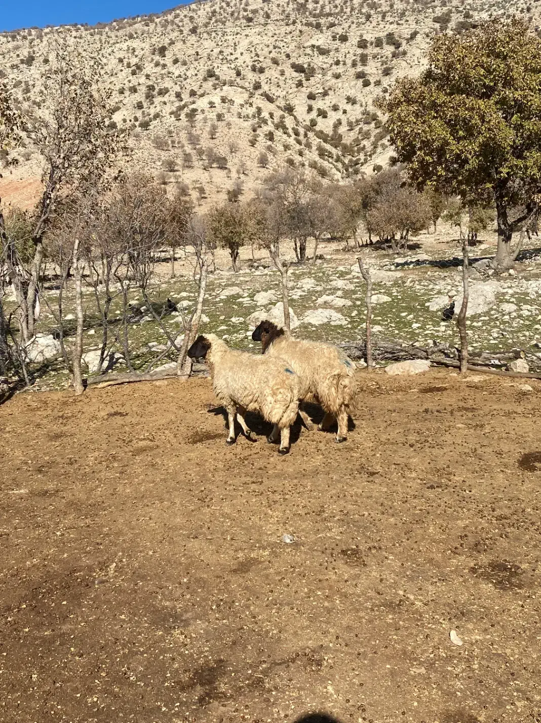 شک ورن /بدره|حیوانات مزرعه|بدره, |دیوار