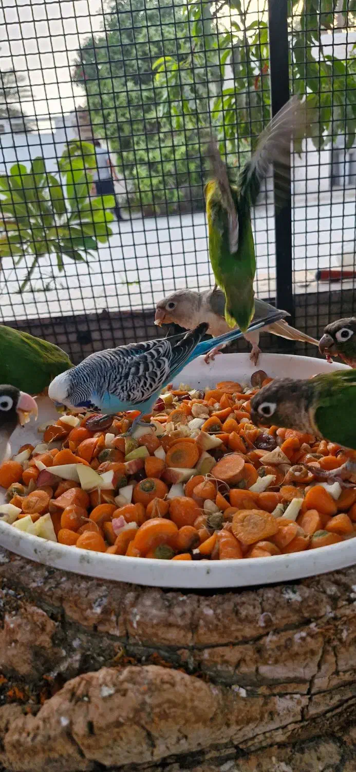 گرینچیک کوتوله برزیلی|پرنده|میناب, |دیوار