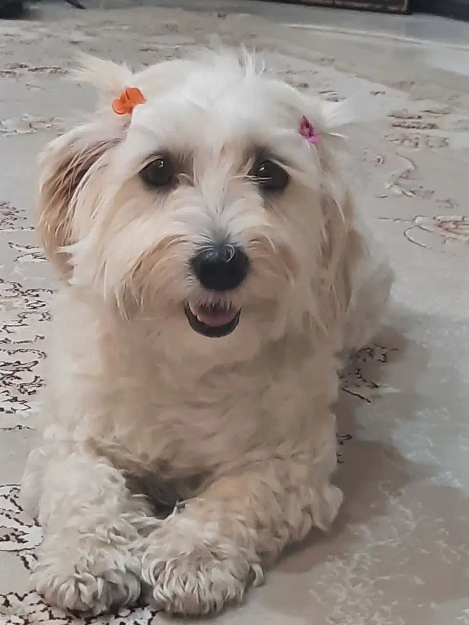 سگ تربیت شده نژاد مالتیز شیتزو بفروش میرسد|سگ|سیرجان, |دیوار