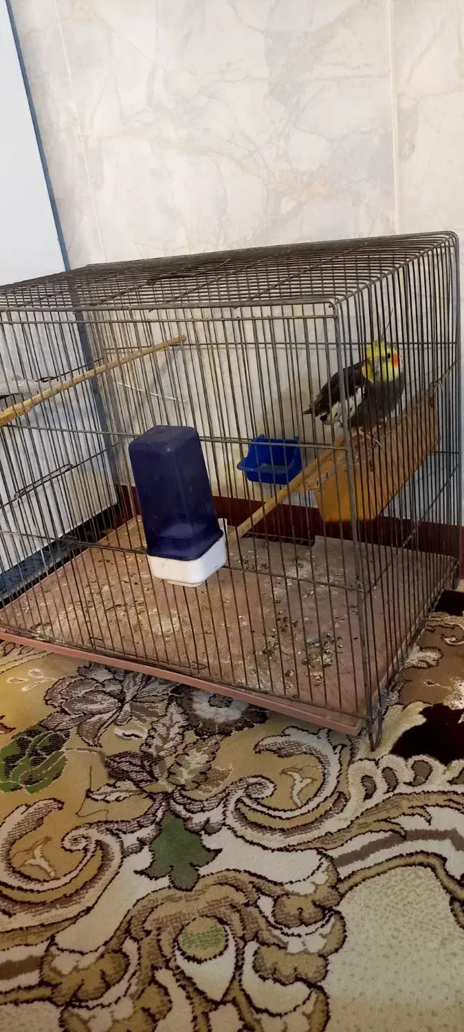 عروس هلندی سینامون نر|پرنده|هرسین, |دیوار