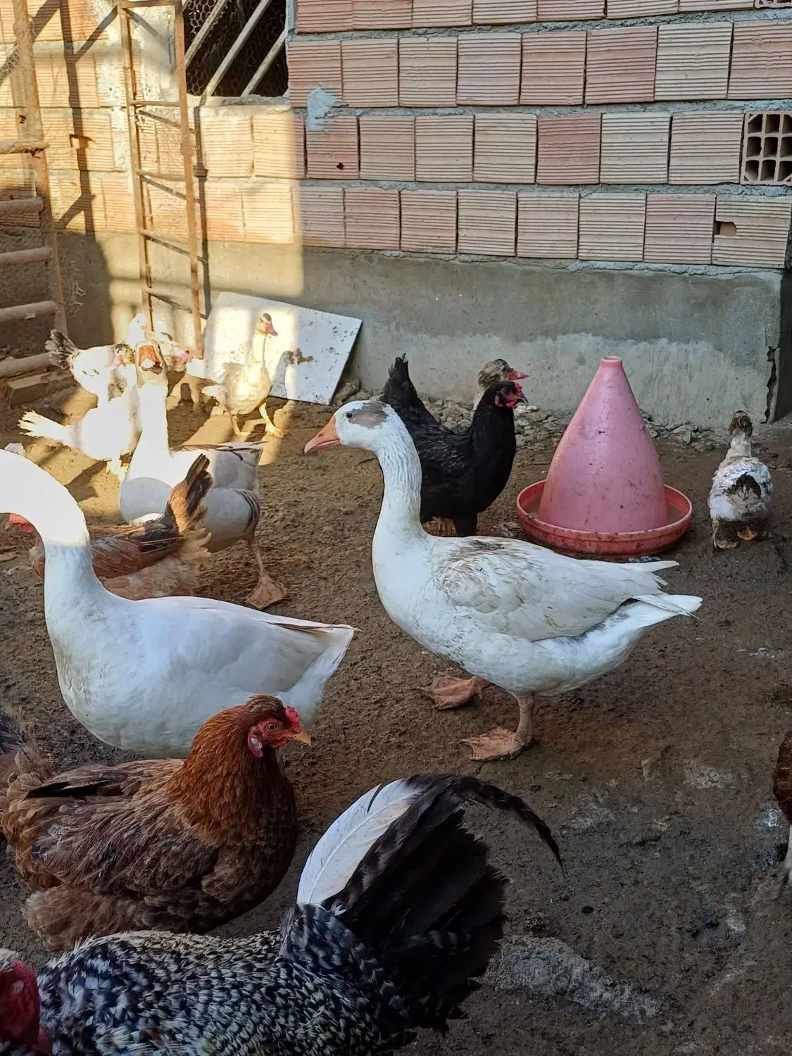 غاز بالغ|حیوانات مزرعه|سرخنکلاته, |دیوار