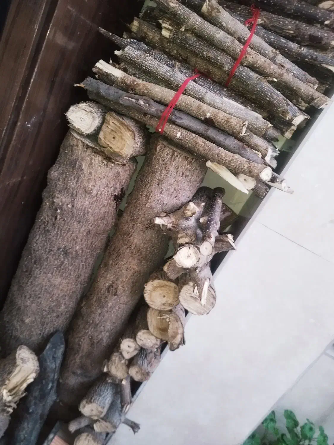 چوب پالونیا|گل و گیاه طبیعی|فاضل آباد, |دیوار