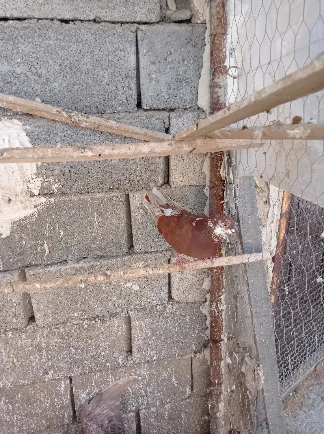 کفتر خوب|پرنده|اشنویه, |دیوار