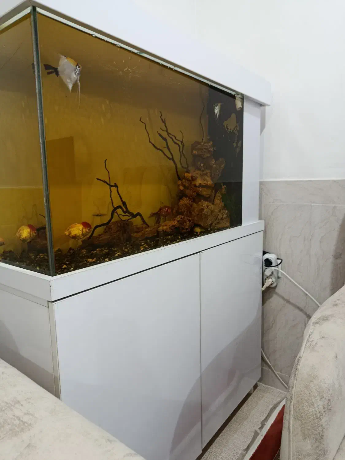 آکواریوم ۱ متری|ماهی|بانه, |دیوار