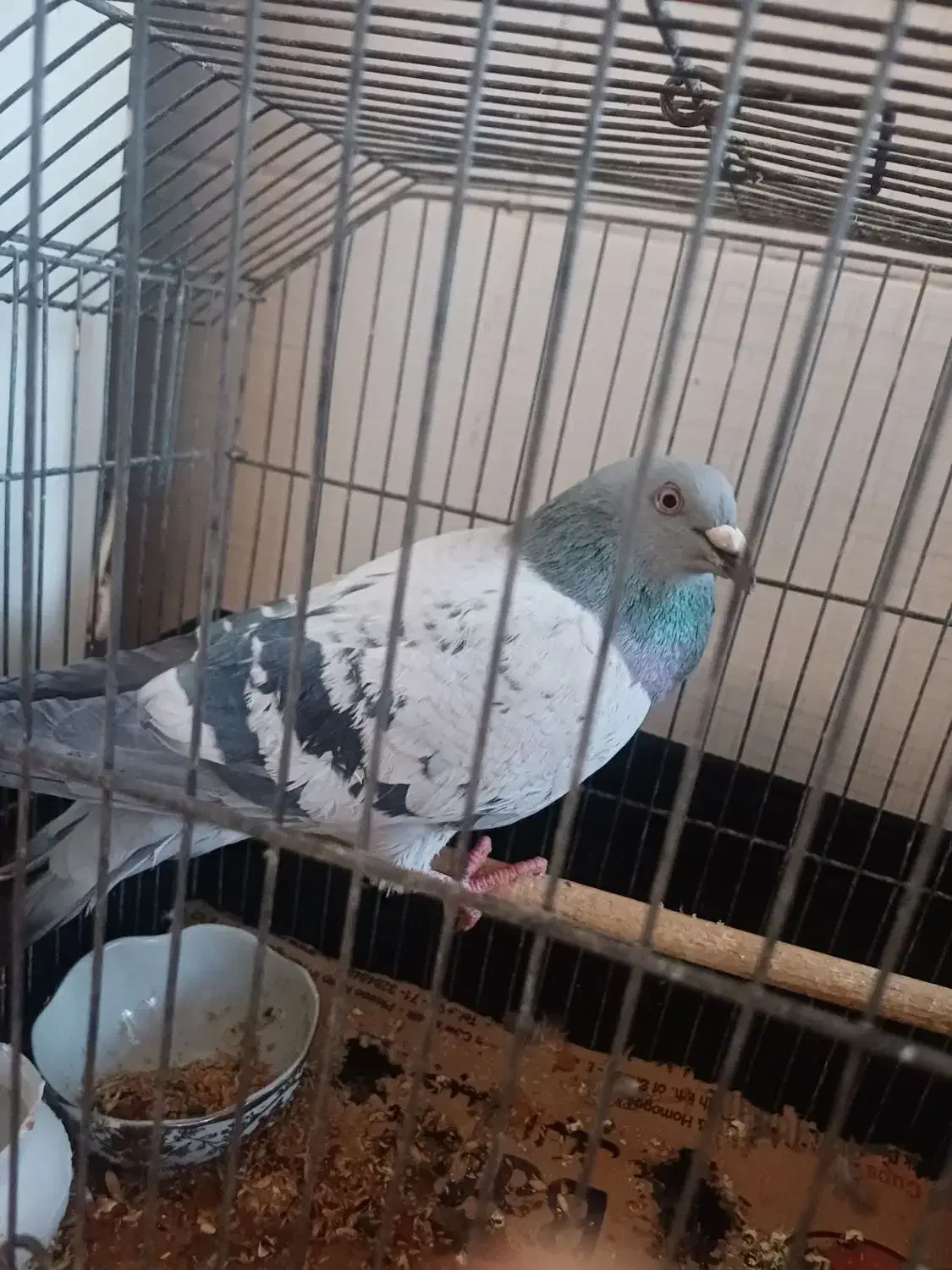 کبوتر|پرنده|کرمان, |دیوار