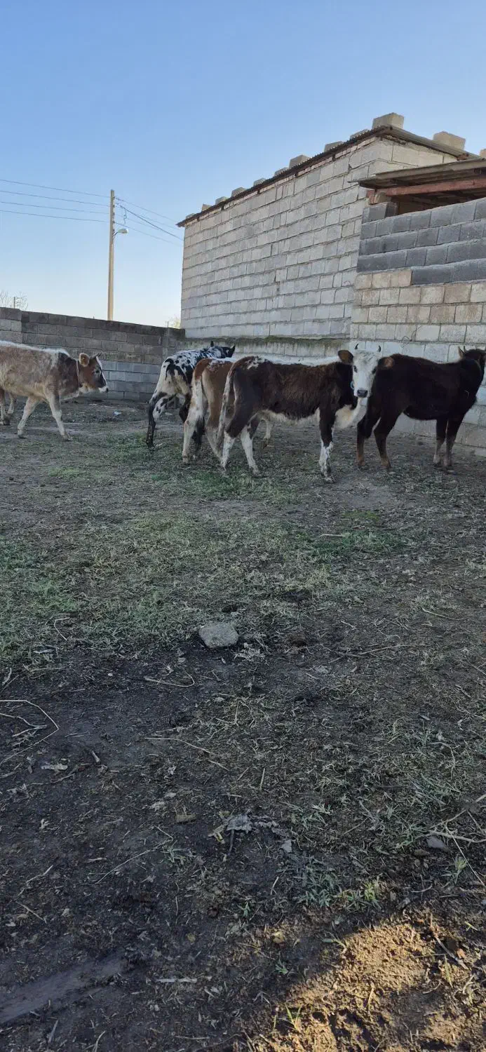 ۷ راس تلیسه قربانی نزاییده گوساله ماده گاو|حیوانات مزرعه|آق قلا, |دیوار