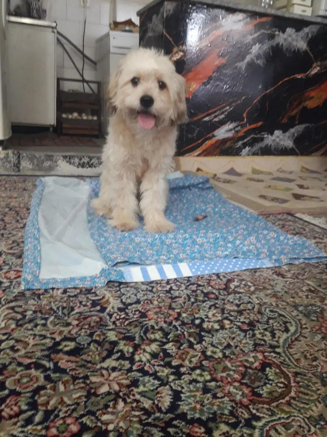 پودل میکس ۱۱ماهه|سگ|پیشوا, |دیوار