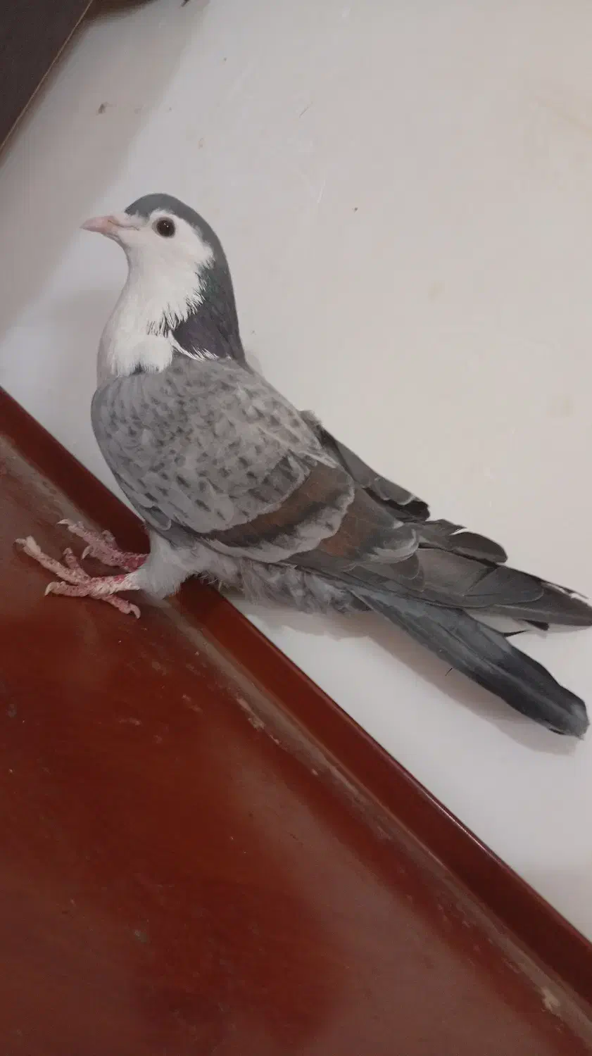 کفتر ریش|پرنده|کرباسک, |دیوار