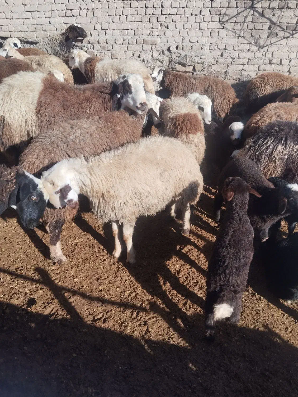 بره نر|حیوانات مزرعه|زاغه, |دیوار