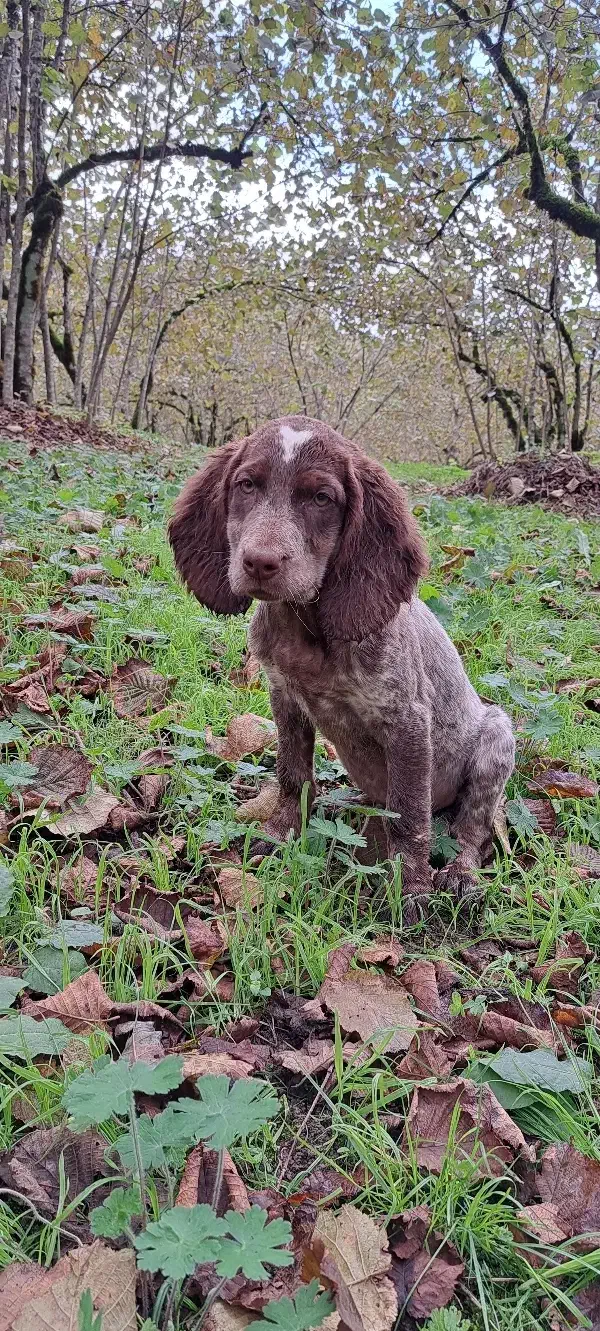 توله سیتر|سگ|رحیمآباد, |دیوار