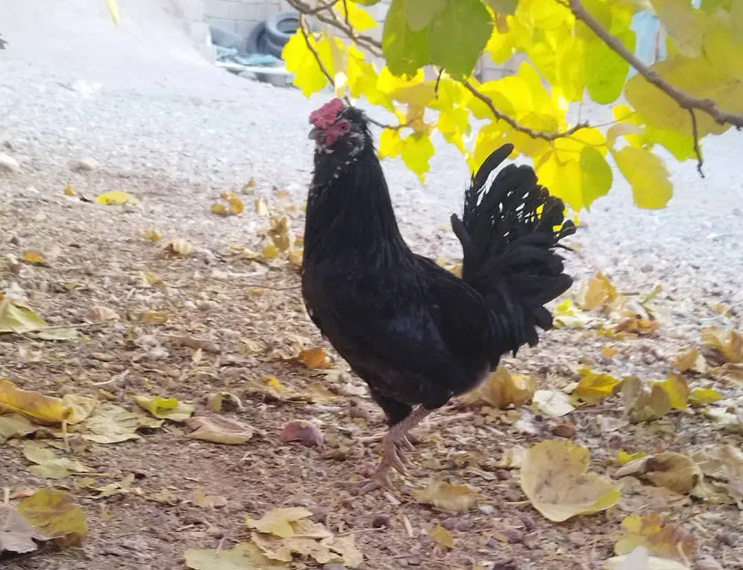 جوجه گلین|حیوانات مزرعه|مرودشت, رامجرد یک|دیوار