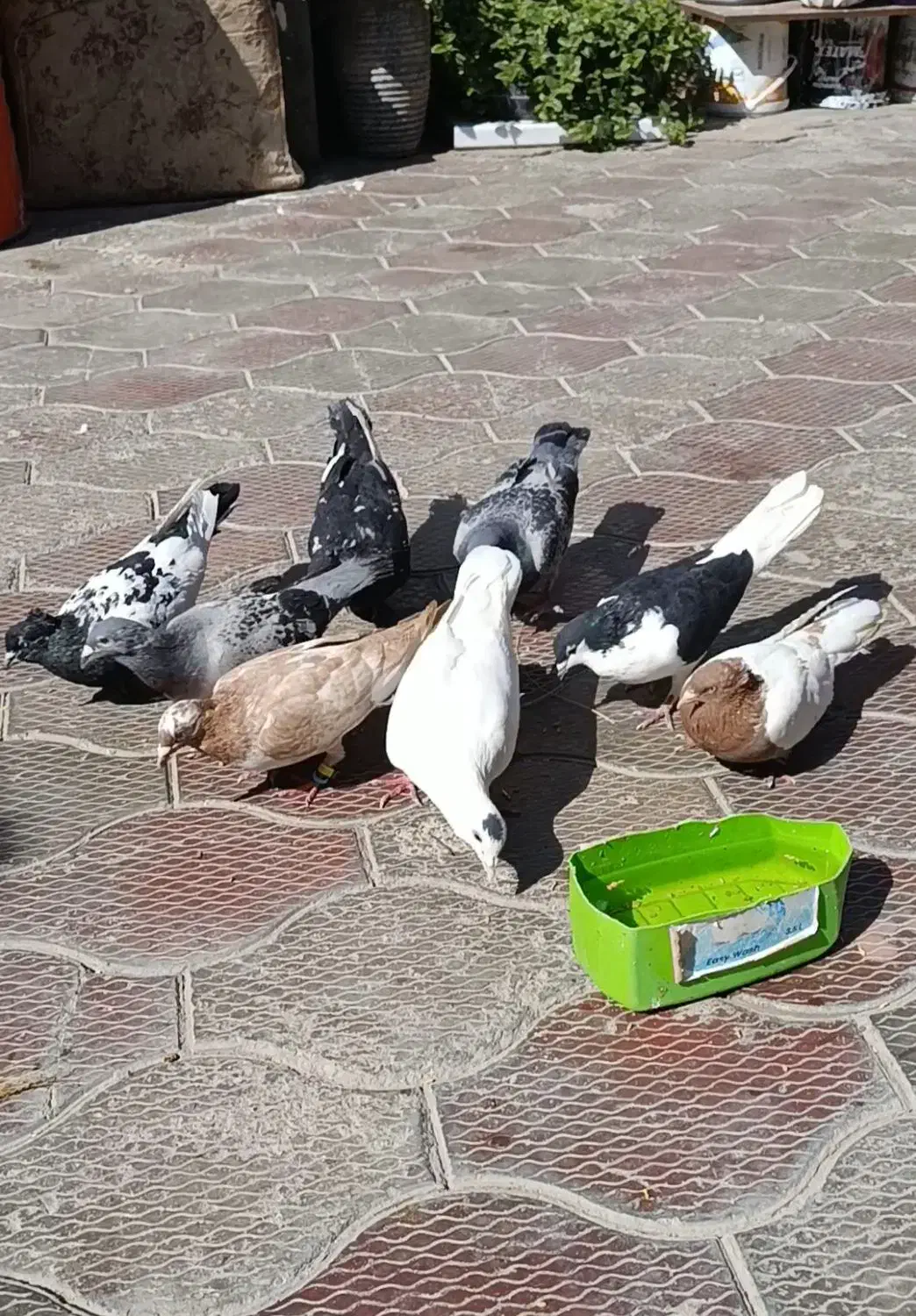 کفتر پرشی|پرنده|تربت جام, شاد|دیوار