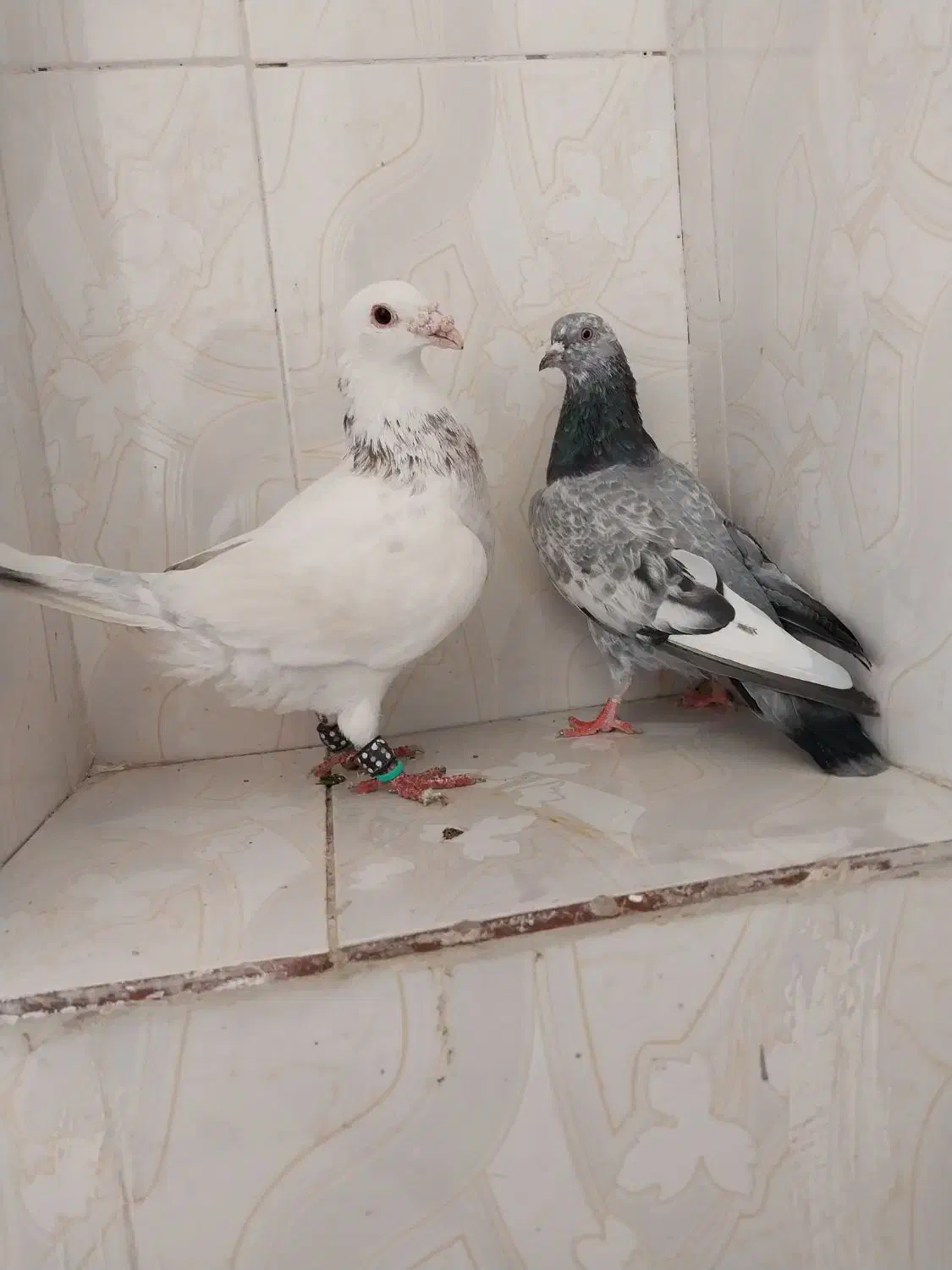 کفتر|پرنده|شیروان (خراسان), |دیوار