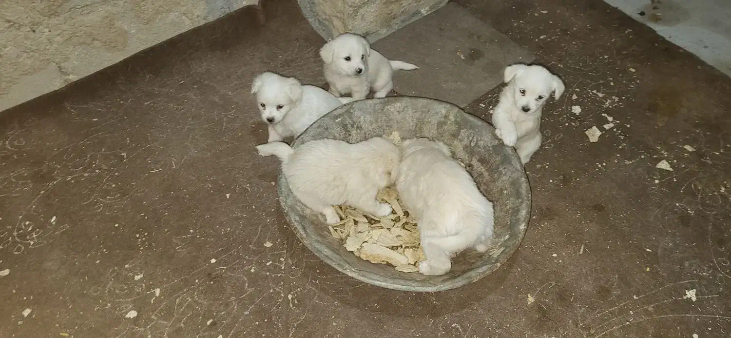 سگ پاپی|سگ|مبارکه, |دیوار