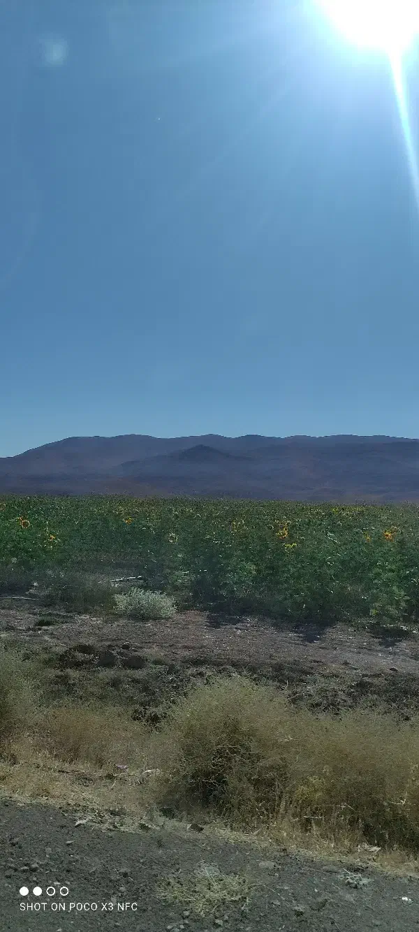 خریدار نیم ساعت آب|خدمات باغبانی و درختکاری|سربیشه, |دیوار