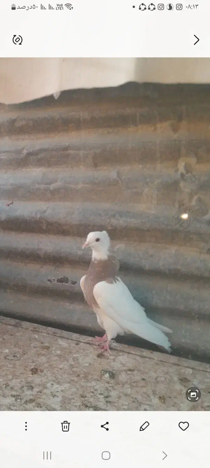 طوقی شازده نر|پرنده|شیراز, مسلم|دیوار