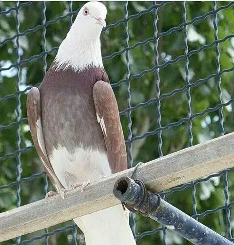 کبوتر های رفتنی آذرشهر|پرنده|آذرشهر, |دیوار