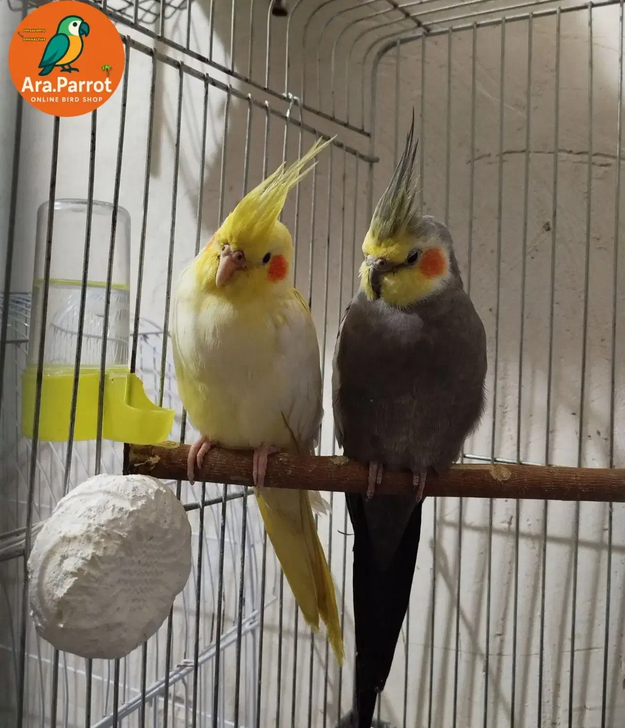 عروس هلندی مولد سخنگو|پرنده|بوکان, |دیوار