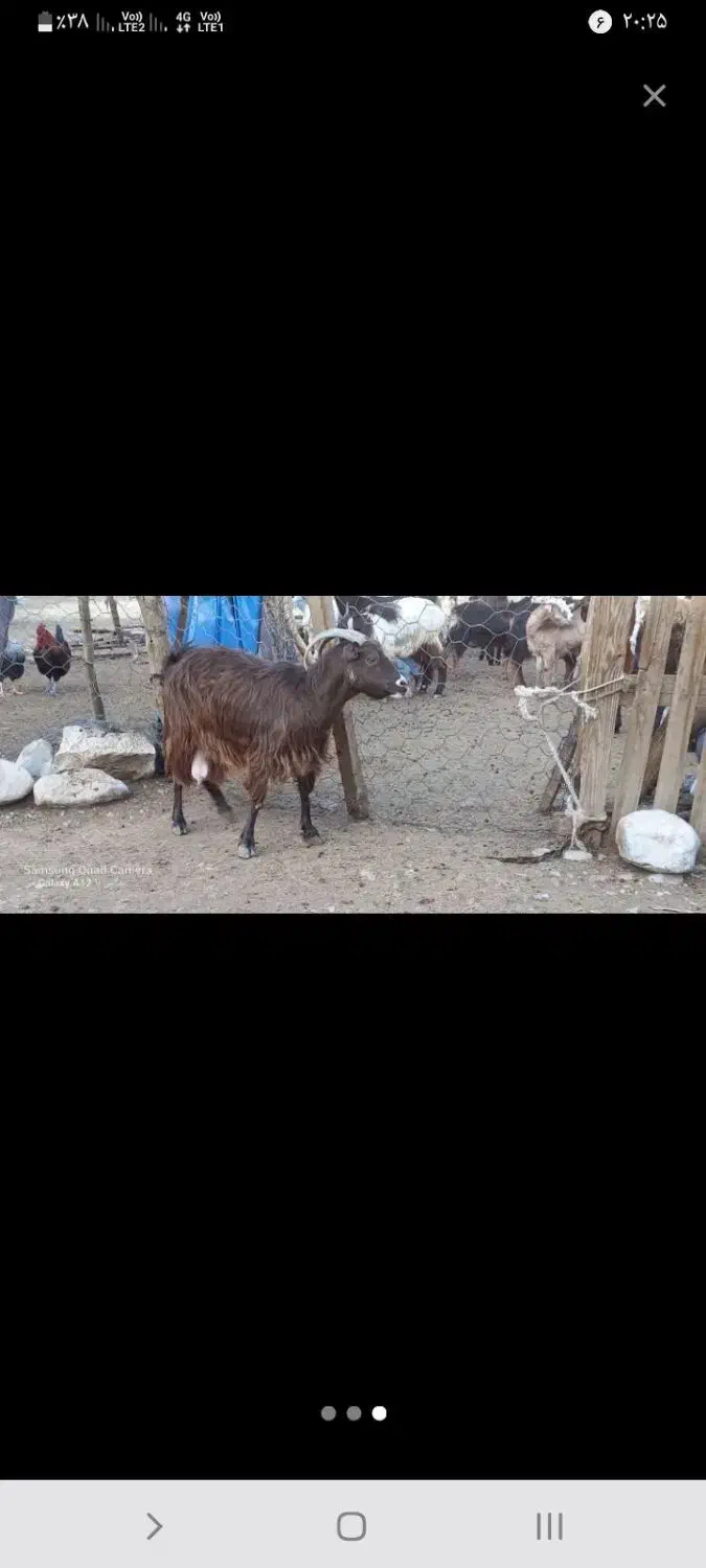 بز چپر|حیوانات مزرعه|بیرانوند, |دیوار