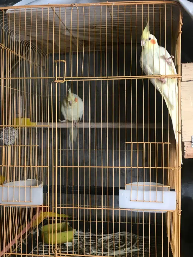 جفت عروس هلندی لوتینو مولد|پرنده|محمودآباد, |دیوار