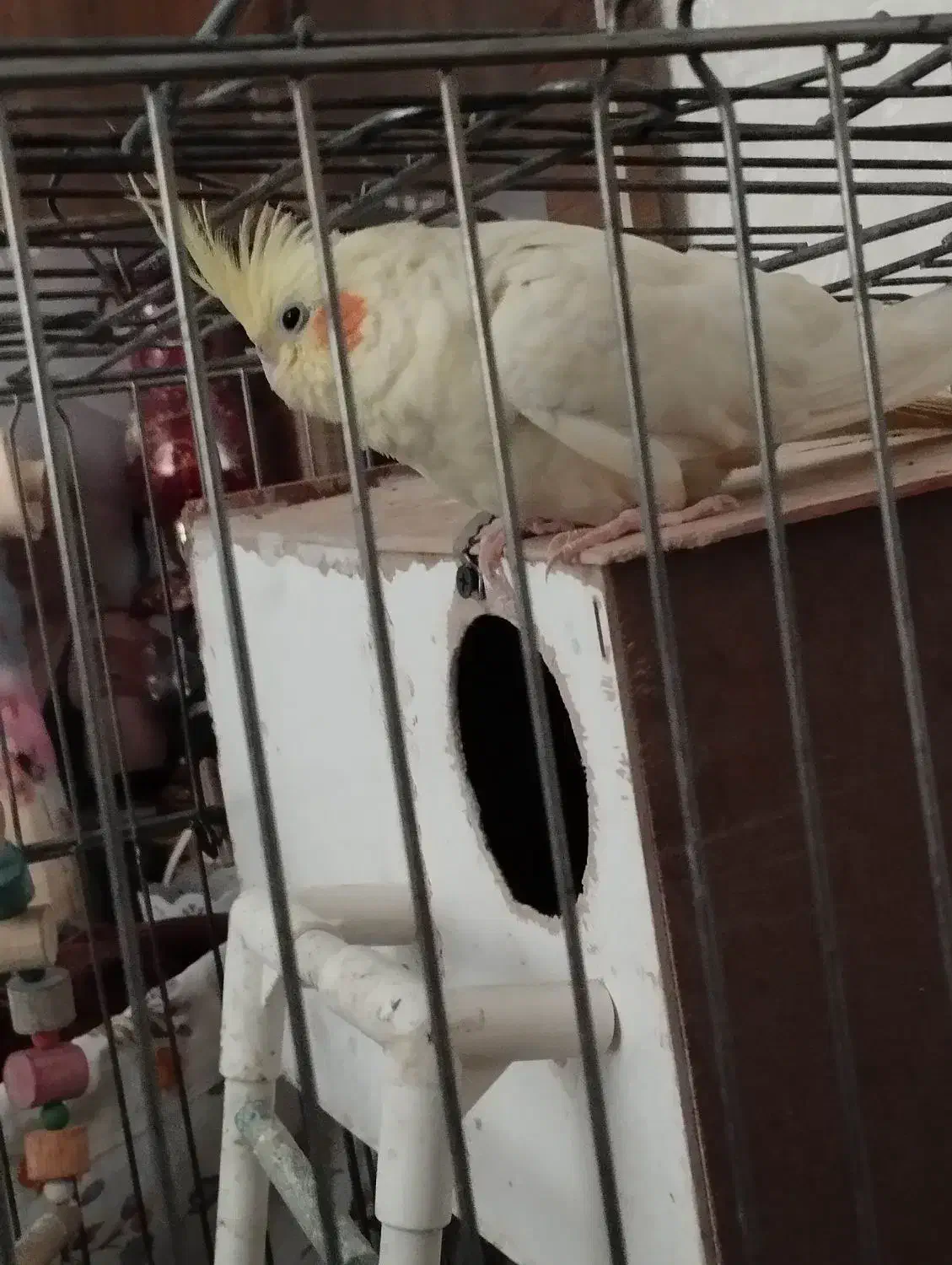 یک جفت عروس هلندی با قفس و لونه|پرنده|تهران, والفجر (افسریه)|دیوار