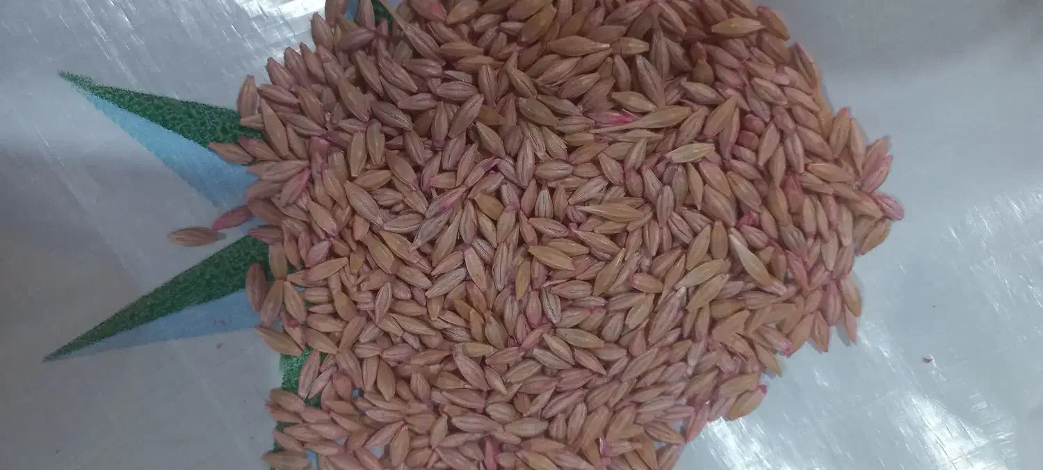 جواکراینی تولید۲۰۲۵ تناژبالا دیم وآبی بدون قاطی|خدمات باغبانی و درختکاری|مریوان, |دیوار
