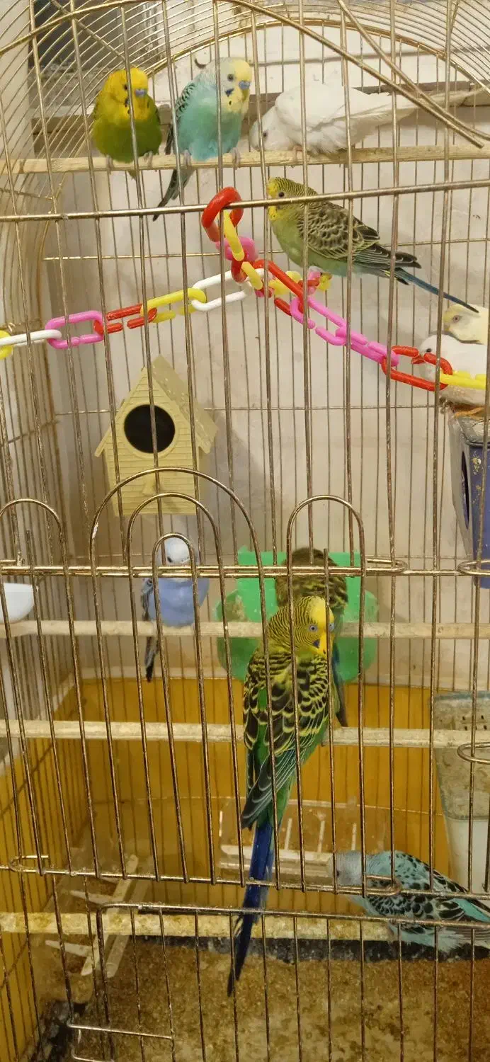 مرغ عشق زیبا|پرنده|مشهد, شهید بهشتی|دیوار