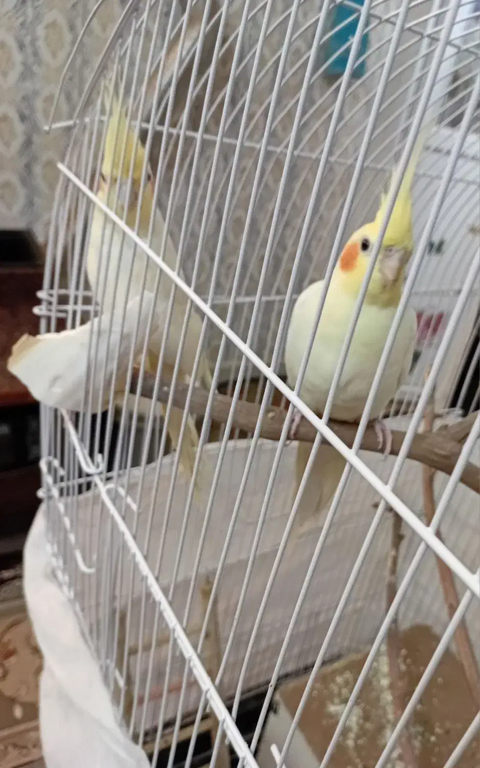 عروس هلندی|پرنده|چناران, |دیوار