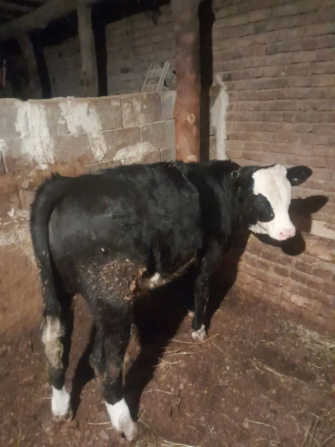 گوساله سیمینتال|حیوانات مزرعه|نوشین شهر, |دیوار
