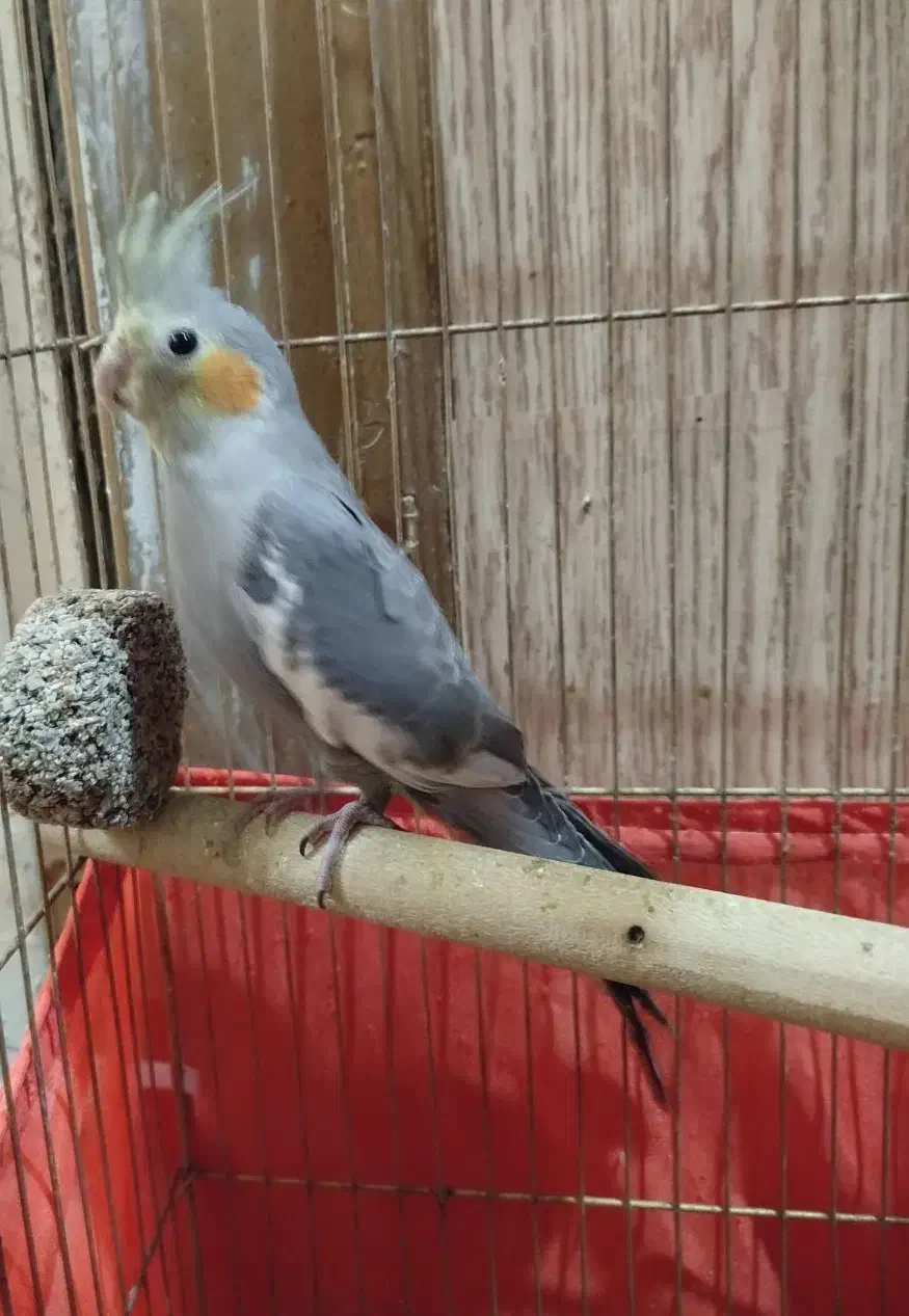 عروس هلندی سینامون ماده|پرنده|بندر امام خمینی, |دیوار