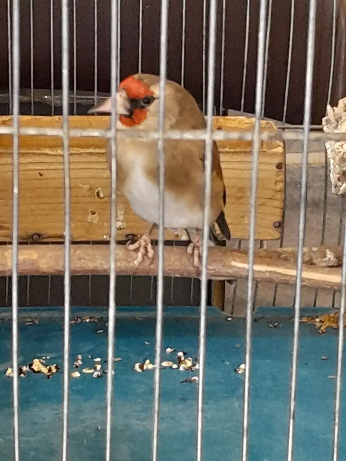 سهره ۵دهنه|پرنده|بروجرد, |دیوار