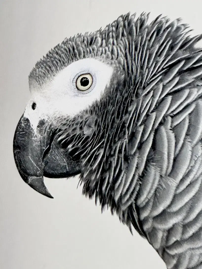 کاسکو سخنگو|پرنده|جم, |دیوار