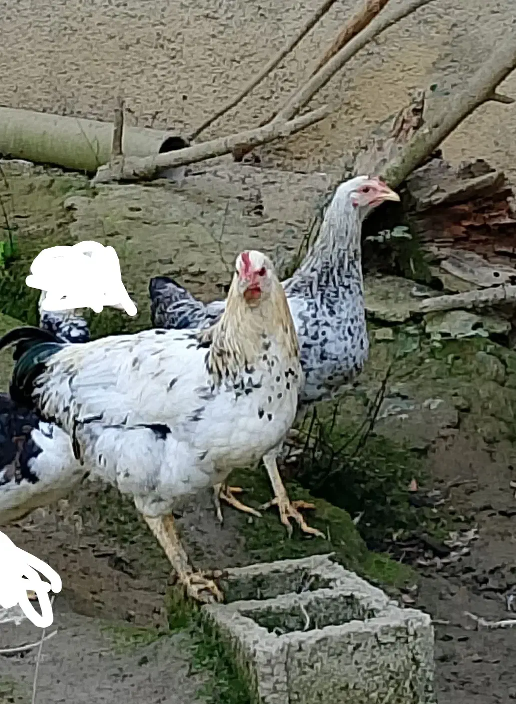 نیمچه خروس محلی(کبابی)|حیوانات مزرعه|ماکلوان, |دیوار