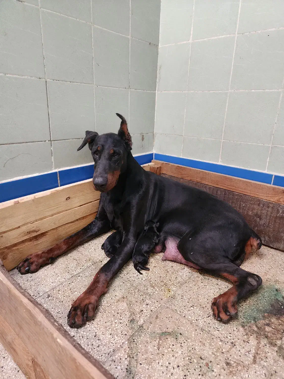 دابرمن پینچر|سگ|بومهن, |دیوار