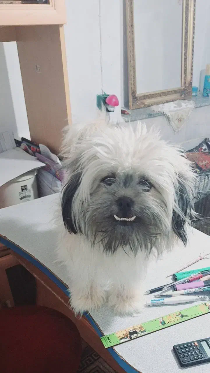 حیوانات خانگی|سگ|قزوین, |دیوار