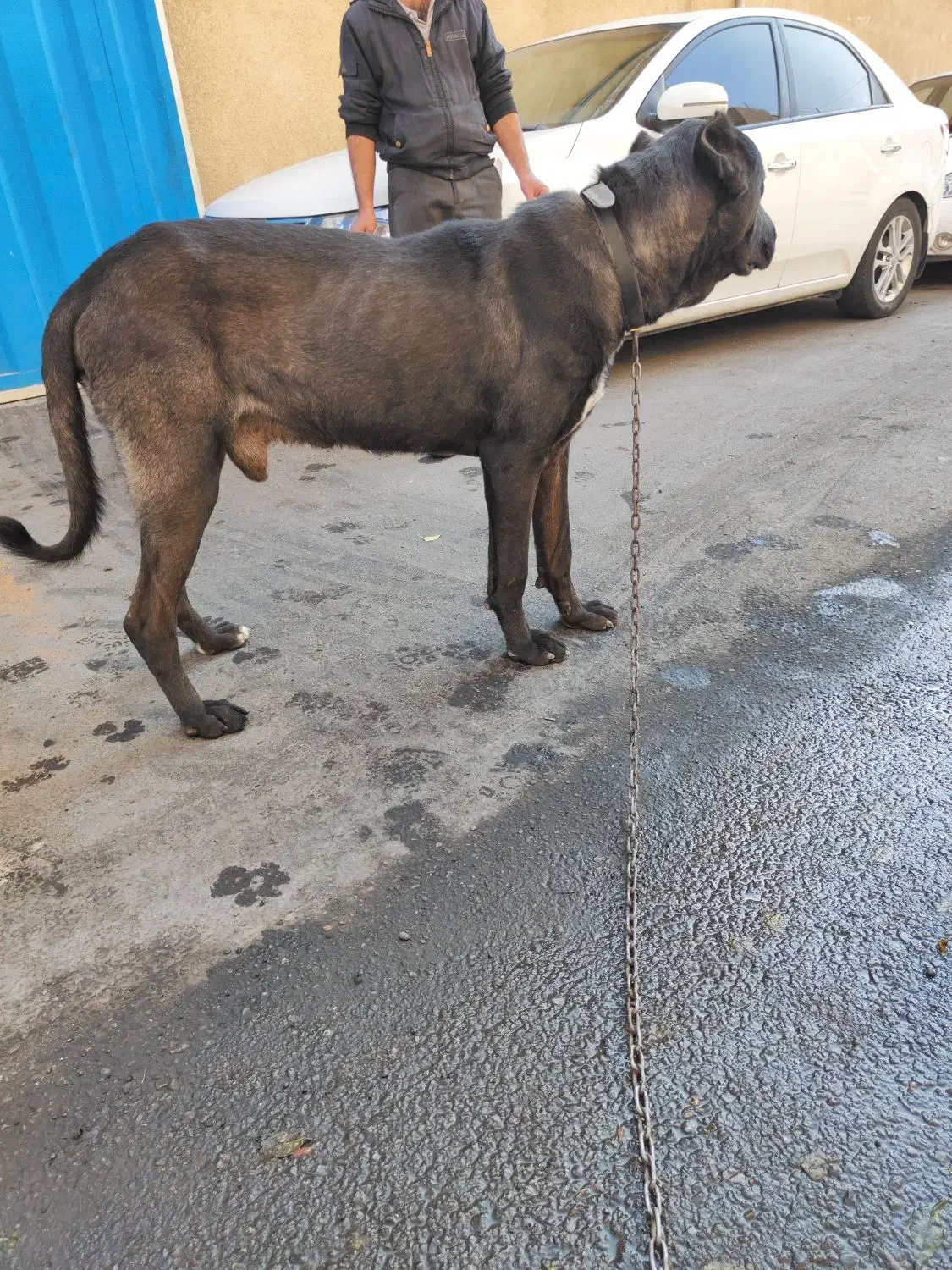 سگ سرابی|سگ|پاکدشت, پاکدشت (مامازند)|دیوار