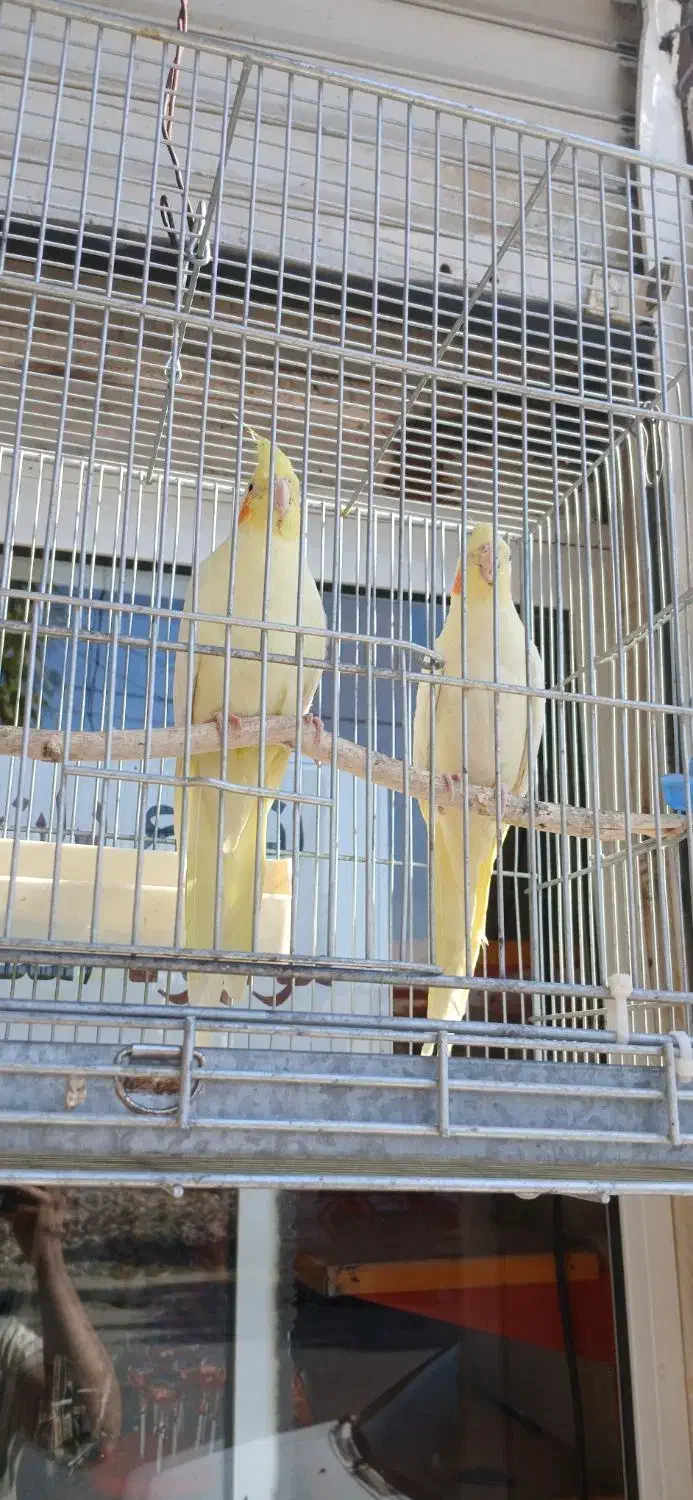 یک جفت عروس هلندی لوتینو سالم همراه قفس وسایل|پرنده|هشتگرد, تهران دشت|دیوار