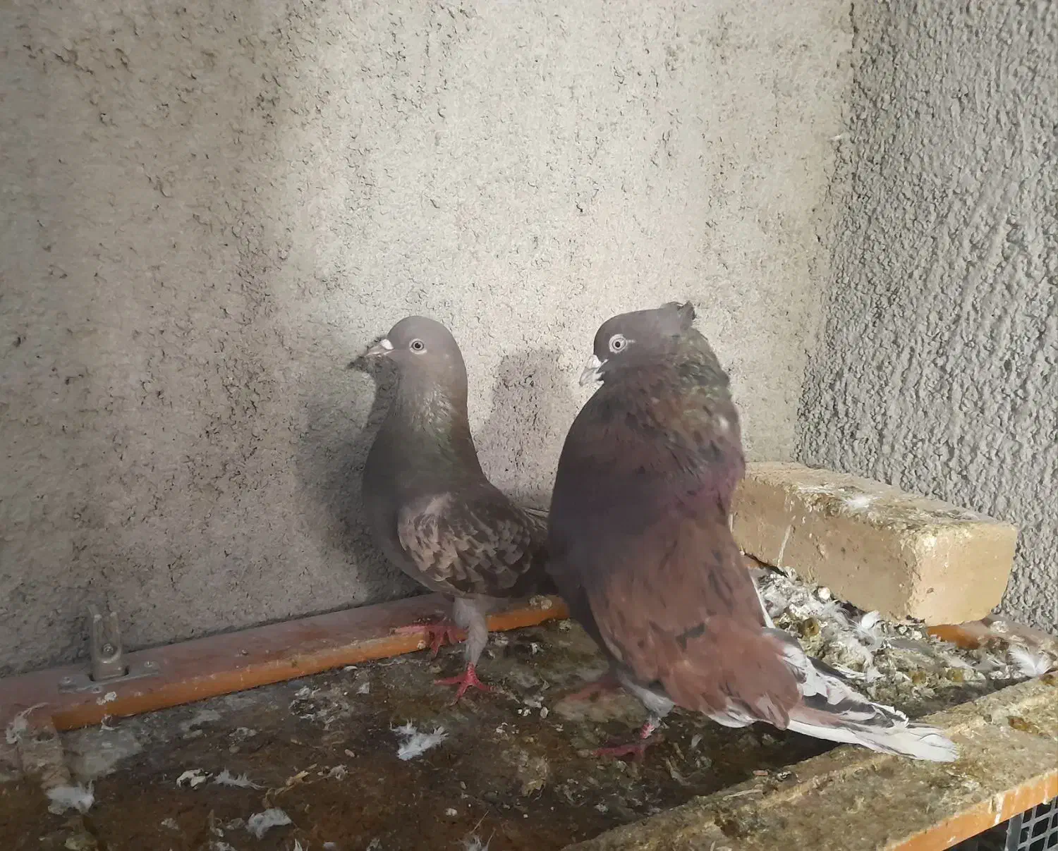 کبوتر|پرنده|مشکین‌دشت, |دیوار