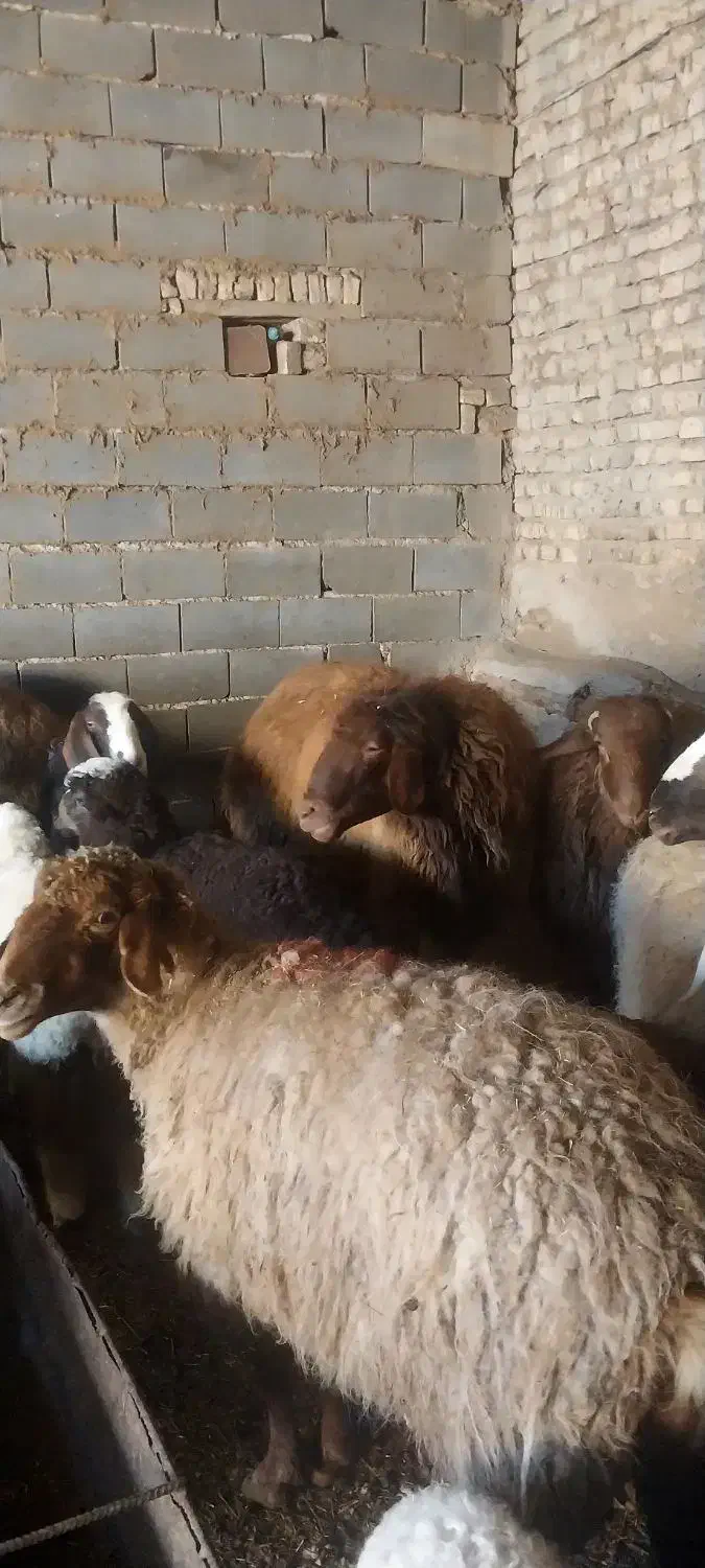 قوچ گوسفندی|حیوانات مزرعه|شیروان (خراسان), |دیوار