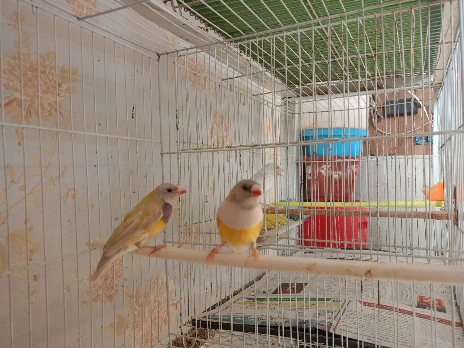 فنچ گلدین|پرنده|مشهد, کوی المهدی|دیوار