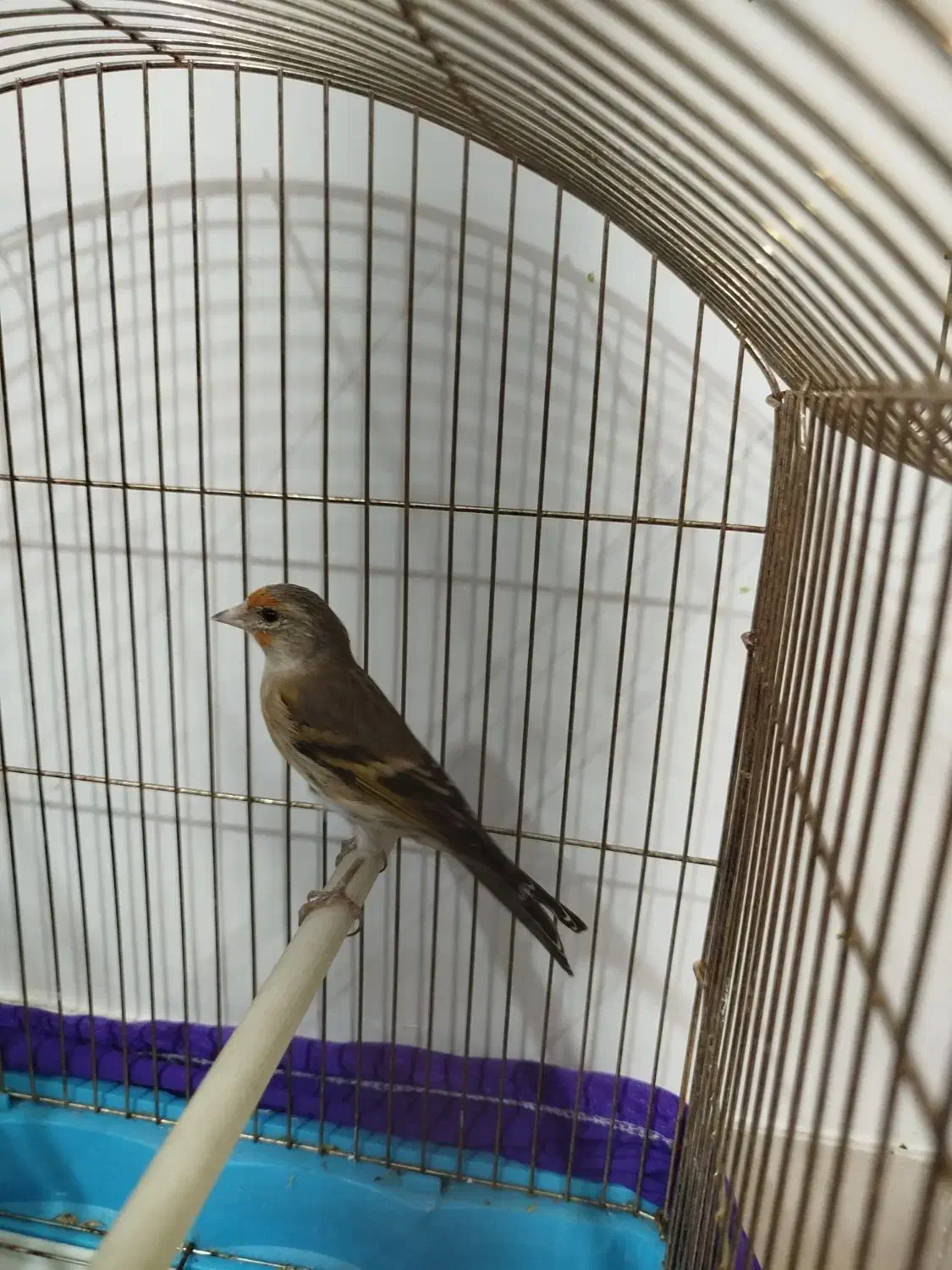 سهره قناری نر|پرنده|چهاردانگه (تهران), |دیوار