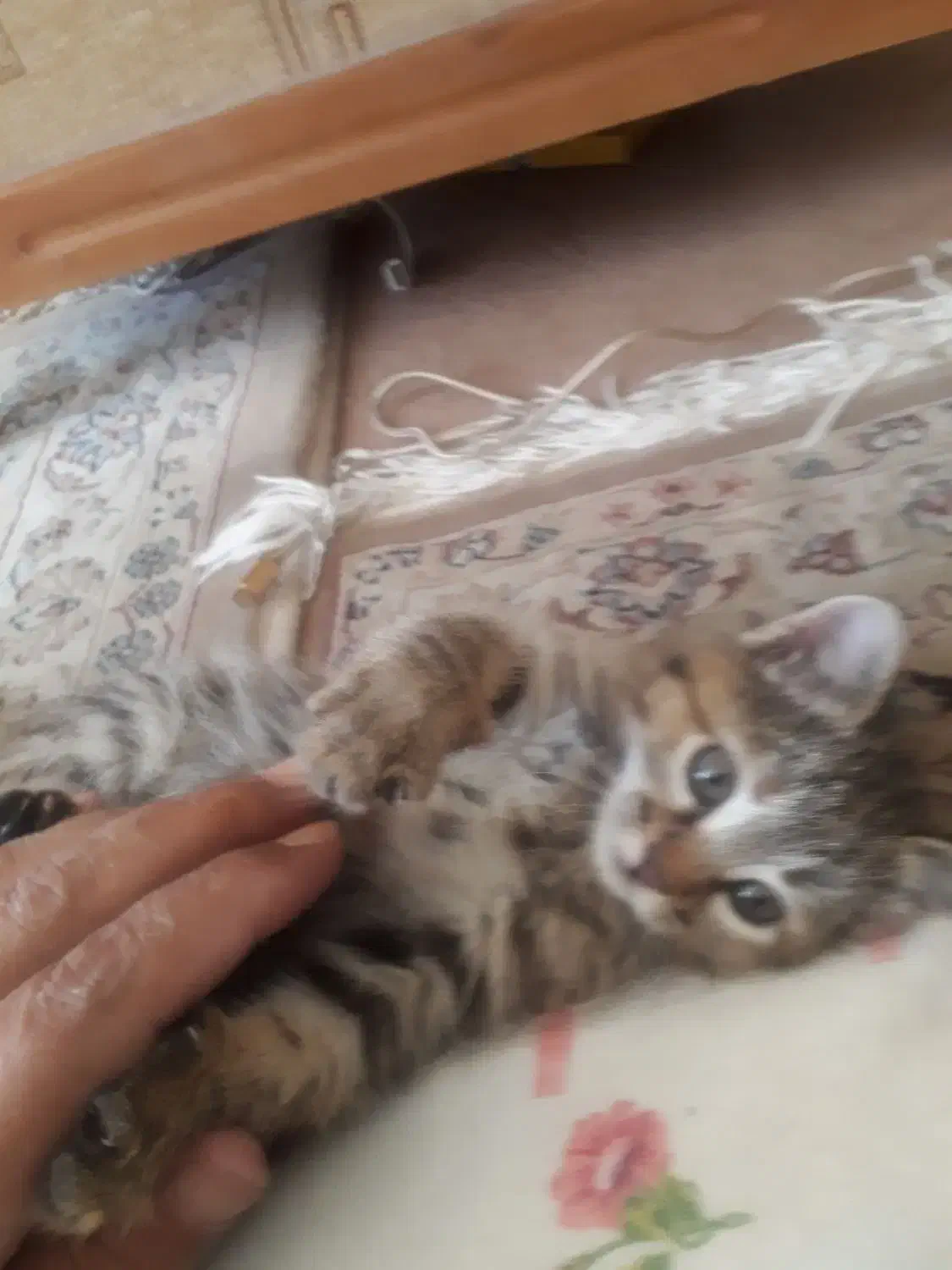 500 هزار تومن مژدگانی یابنده بچه گربه|گربه|شهرضا, |دیوار