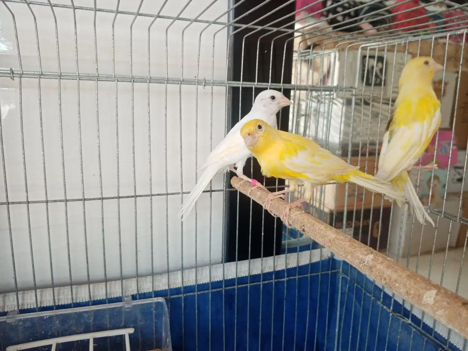 فروش جوجه قناری|پرنده|یزد, |دیوار